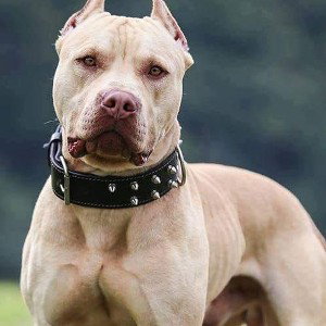 бой словно как не борьба