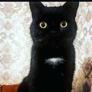 школа