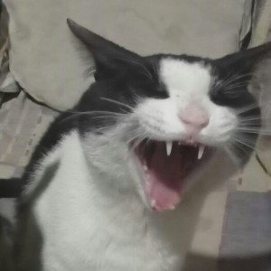 hola