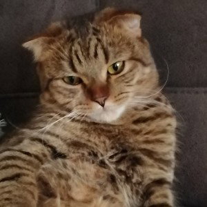 лайкос