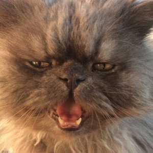 Yoki_22:15
