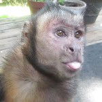 main
crew star