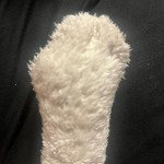 Polar bear